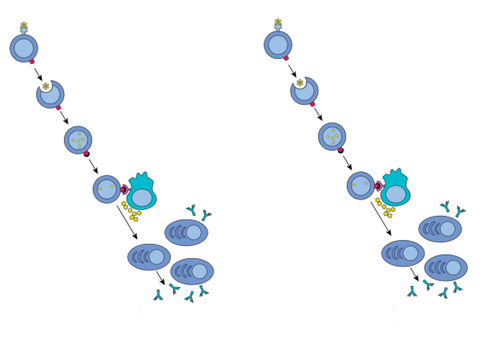 AQA A-level Biology B cells