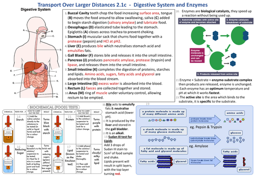Knowledge Organiser AQA 9-1 GCSE Synergy - Digestive System and Enzymes