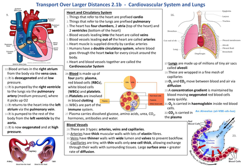 Knowledge Organiser AQA 9-1 GCSE Synergy - Cardiovascular System and Lungs