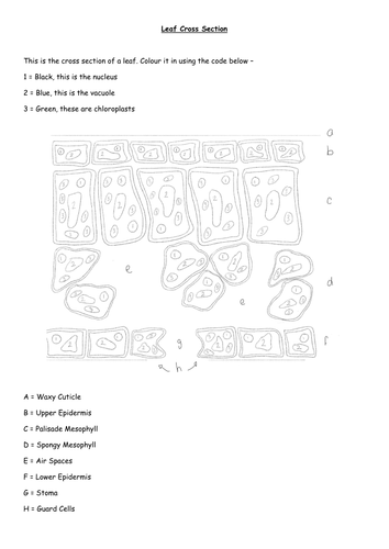 Leaf Cross Section Colour by Numbers, diagram and crossword and word search, plant organs foldable