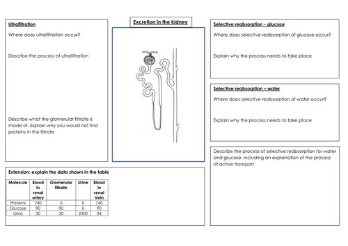 the kidney and nephron
