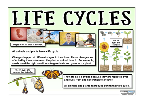 Life Cycles Topic Guide