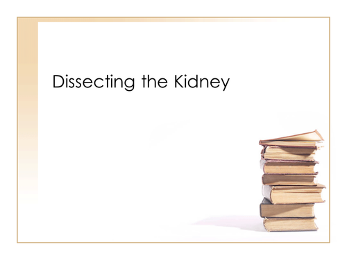 kidney dissection