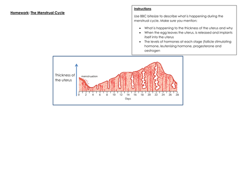 the menstrual cycle