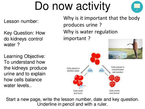 Osmoregulation and Kidney lesson (New GCSE)