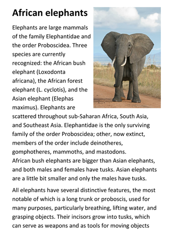 African elephants Handout