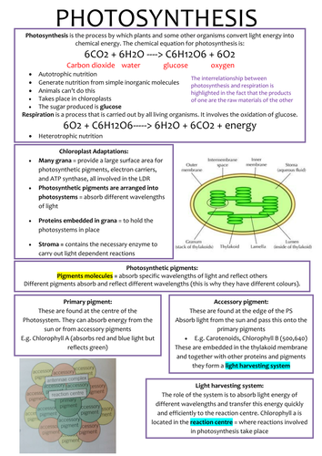 A-Level OCR Biology Photosynthesis