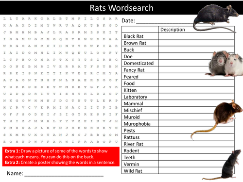 Rat Animals Wordsearch Nature Wildlife Starter Settler Activity Homework Cover Lesson