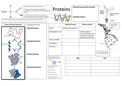 A3 Summary Sheet on Biological Molecules - Protein