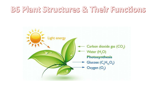 B6 Plant Structures and their functions