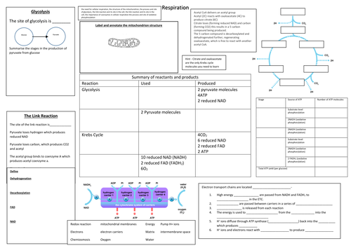 A3 Summary sheet of The Krebs cycle and respiration