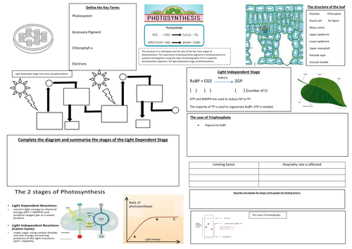 Photosynthesis OCR Summary Sheet