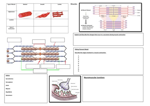 A3 Summary Sheet on Muscles for OCR A2 Biology