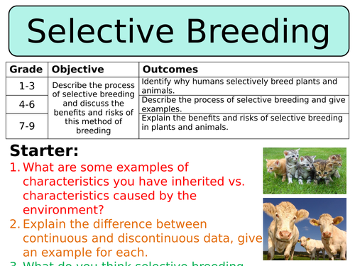 NEW AQA GCSE Trilogy (2016) Biology - Selective breeding