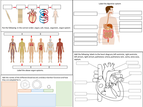 AQA B2 Organisation Revision poster (Trilogy)