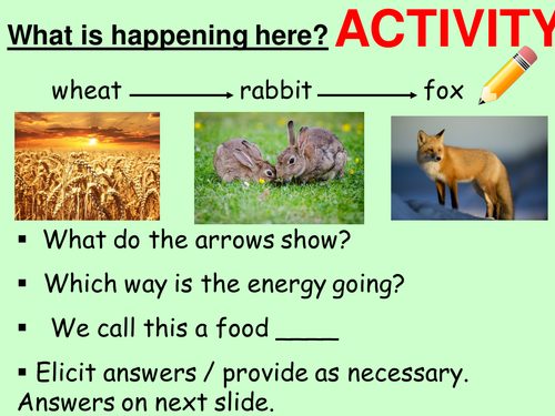 Food chains and food webs. Complete lesson. KS3 Biology.