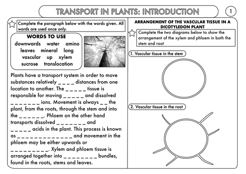 GCSE Worksheet Pack on Transport in Plants: Transpiration by beckystoke