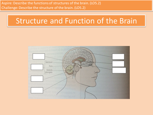LO5.2 Structure and Function of the Brain L3 Cambridge Technicals Health Unit 4