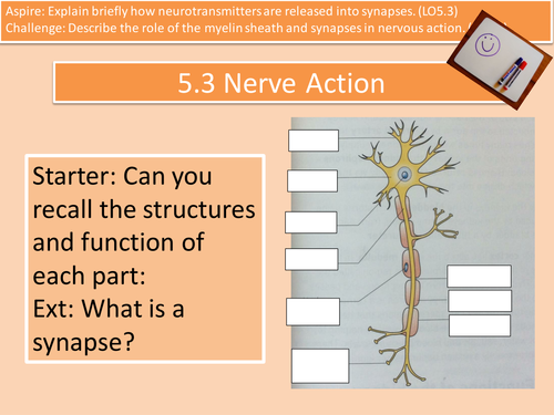 LO5.3 Nerve Action, Myelin Sheath and Synapses Unit 4 L3 Cambridge Technical Health