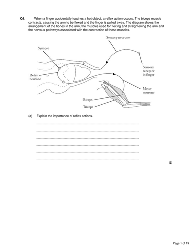 New BTEC Applied Science B3 Tissues structure and function_Nervous tissue_Lesson 3 & 4