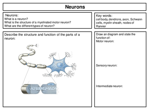 New BTEC Applied Science B3 Tissues structure and function_Nervous ...