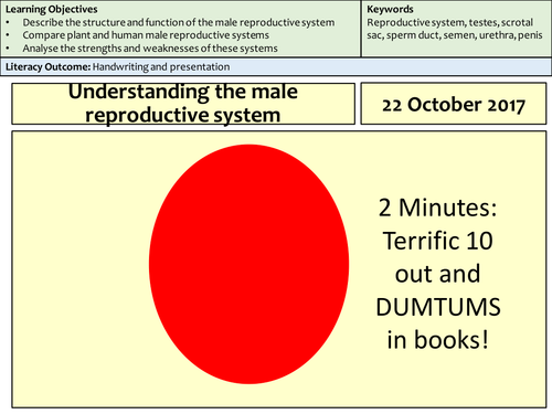 KS3 science understanding the male reproductive system