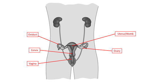 Ks3 Science Understanding The Female Reproductive System Teaching Resources