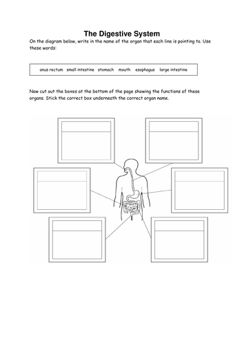 The function of the digestive system