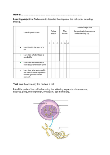B2.1 Cell Division
