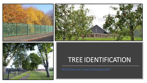 Tree Identification + worksheet. Identification keys, field work can be used for KS2--> KS5