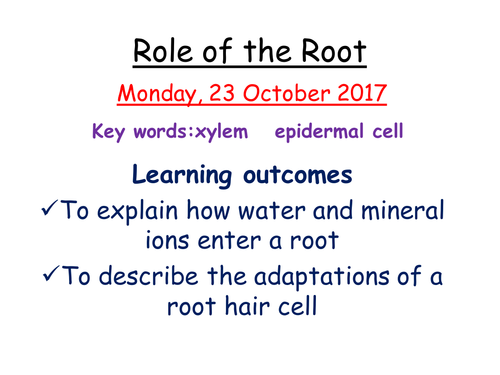 IGCSE 9-1 Role of the root in transpiration