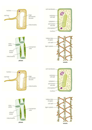 SPECIALISED CELLS PICTURES KS4 AQA NEW SPEC