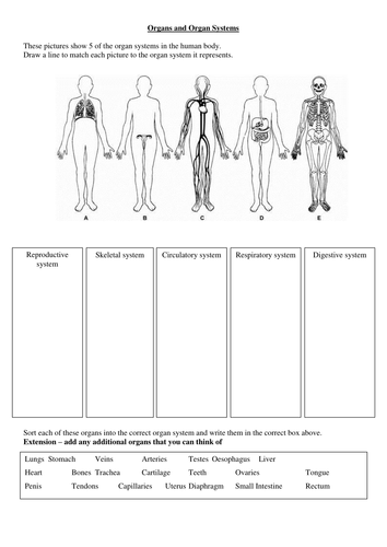 Classifying Organs and Organ Systems
