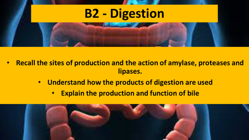 AQA GCSE B2 Digestion