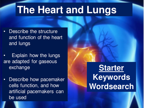 AQA GCSE Biology B2 The Heart and Lungs