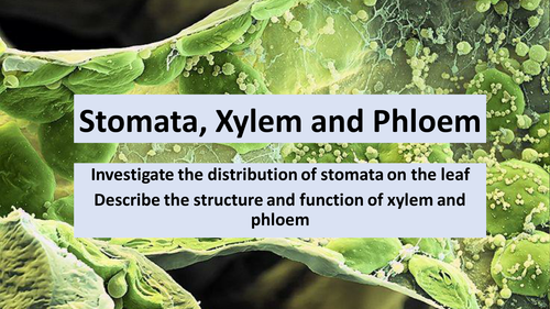 AQA GCSE B2 Stomata, Xylem and Phloem