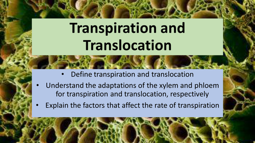 AQA GCSE Biology B2 - Transpiration and Translocation
