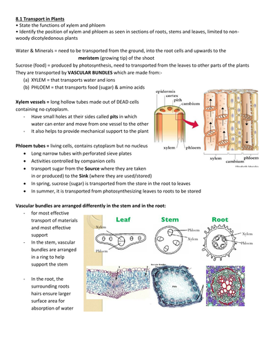 Igcse Biology Animal Nutrition Questions - NutritionWalls