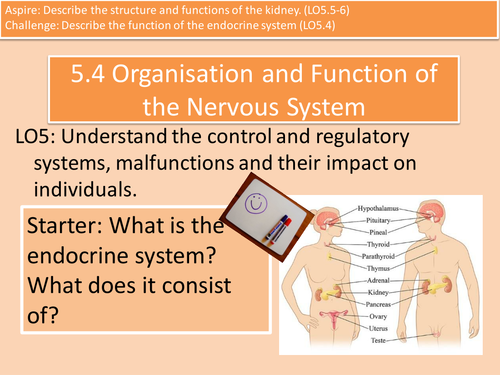 5.4-6 Endocrine System and Kidney Structure and Function Cambridge Technicals Level 3 Health Unit 4