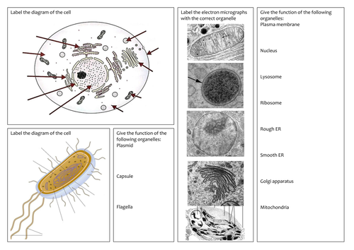 A level revision mat - Cell structure