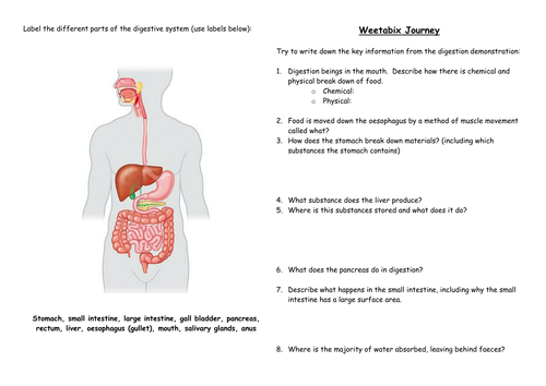 Digestive System Organisation New Gcse Aqa Spec Teaching Resources
