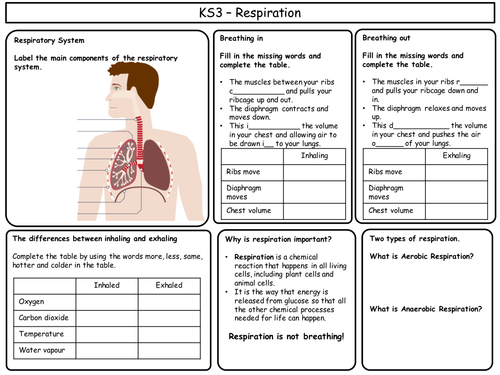 KS3 Biology Revision Sheets