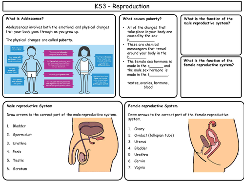KS3 Revision sheets for Reproduction
