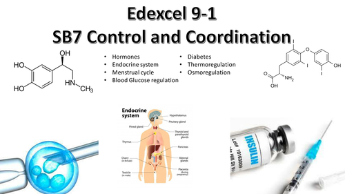 B7 Animal Coordination Edexcel 9-1 Biology