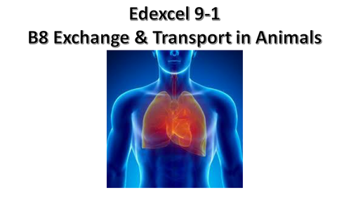 B8 Exchange and Transport in Animals Edexcel 9-1