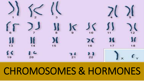Gender Chromosomes and Hormones - AQA Psychology A'Level 7182/3