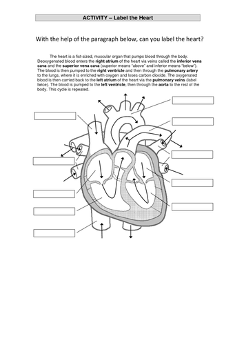 Teaching the circulatory system