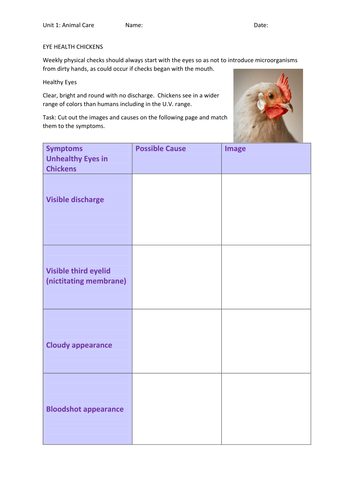 Eye Health Chickens  BTEC animal Care Unit 1