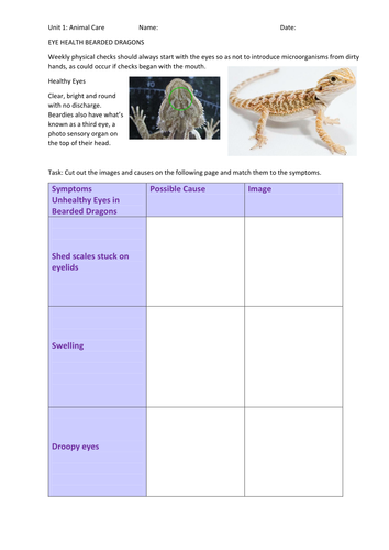 Bearded dragon eye health weekly checks