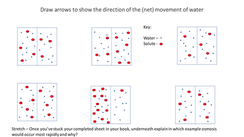 Osmosis lesson AQA GCSE Biology Cell biology